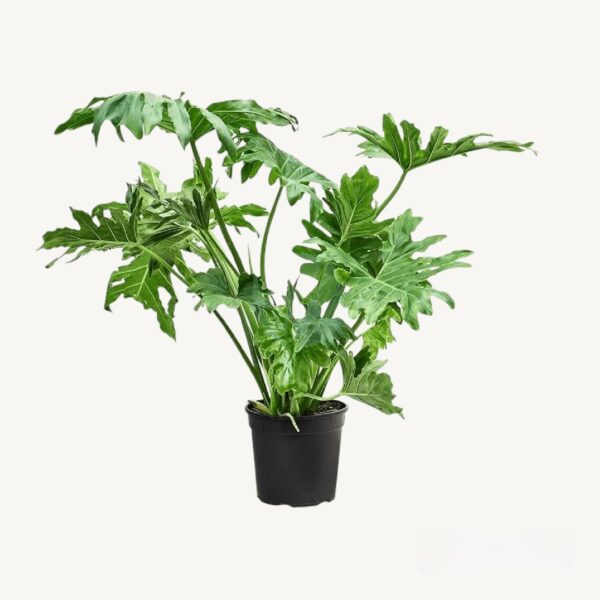 Philodendron selloum